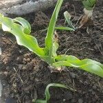 Crinum macowanii Φύλλο