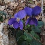 Viola odorata Flower