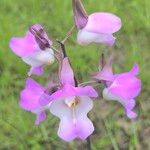 Eulophia cucullata Flor