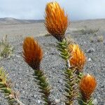 Chuquiraga jussieui Maua