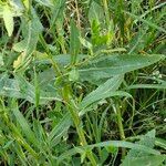 Rorippa austriaca Leaf