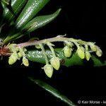 Comarostaphylis diversifolia പുഷ്പം