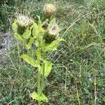 Cirsium oleraceumFlower