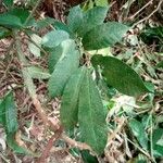Trichilia gilletii Hoja
