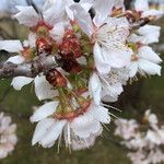 Prunus dulcis Other