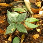 Julbernardia pellegriniana Hoja