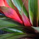 Guzmania lingulata Leaf