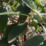 Ziziphus rivularis Fruit