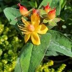 Hypericum × inodorum Blatt