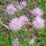 Cirsium arvenseFloro