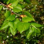 Tilia japonica Leaf