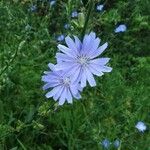 Cichorium intybusÕis