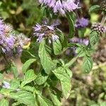 Mentha pulegium Feuille