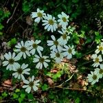 Tanacetum corymbosumBloem