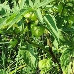 Physalis longifolia Fruit