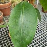 Solandra maxima Hoja