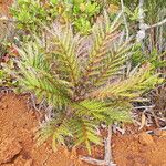 Myodocarpus fraxinifolius Hábito