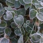 Vinca major Leaf