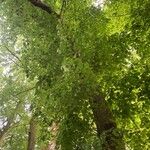 Tilia dasystyla Habit