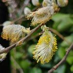 Salix atrocinerea Kukka