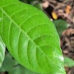 Psychotria carthagenensis Hoja