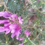 Astragalus onobrychis Virág