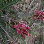 Astragalus incanus Kukka