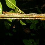 Paullinia pinnata Bark