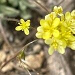 Biscutella intermedia Flor