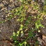 Sagina procumbens Habitat