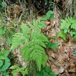 Gymnocarpium dryopteris ഇല