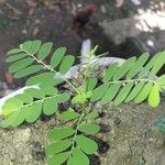 Phyllanthus niruri 葉