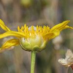 Acamptopappus shockleyi 花