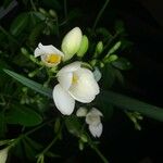 Freesia leichtlinii 花