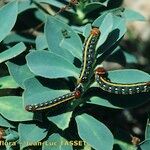 Euphorbia corsica Beste bat