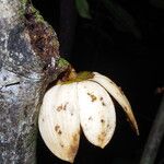 Uvariodendron molundense Flor
