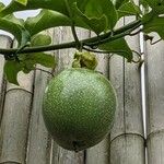 Passiflora edulis Fruit