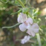 Salvia whitehousei Flower