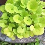 Centella asiatica ഇല