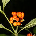 Psychotria racemosa Ffrwyth