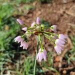 Allium roseum Цветок