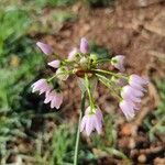 Allium roseum Flower