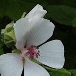 Althaea officinalis Kwiat