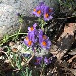 Linaria alpinaDrugo