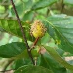 Fagus crenata Fruto