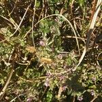 Teucrium scordium Blad