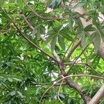 Sterculia foetida Leaf