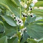 Vicia faba Flower