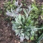 Cynoglossum cheirifolium Elinympäristö