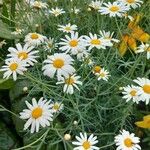 Argyranthemum foeniculaceum পাতা